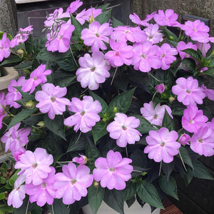 桑蓓斯凤仙盆栽夏季花卉四季开花植物多年生耐热阳台新手室外