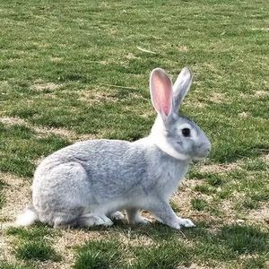 家养大型巨兔活物活体宠物月月兔苗肉兔种兔青紫蓝灰兔可繁殖包邮