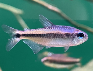 幻彩蓝魔 魔鬼类灯鱼 热带鱼 巴西 高端灯鱼