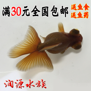 蝶尾金鱼精品
