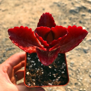 新手多肉紫色多肉植物江户紫5-7cm地图肉多盆栽绿植防辐射吸甲醇