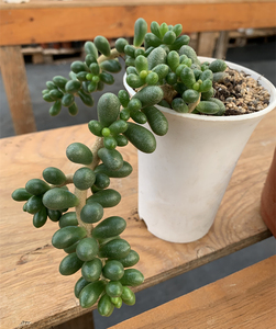 绿龟之卵多肉植物