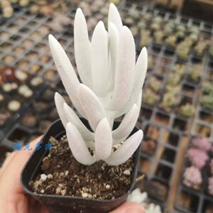 银月多肉老桩盆栽白色新品种稀有肉肉银月阳台室内易养肉肉花