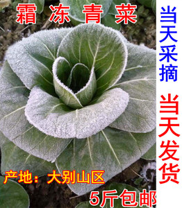 乌塌菜新鲜