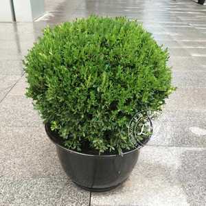 小叶黄杨球盆栽 冬青四季常绿 阳台庭院植物 净化空气 美观大方