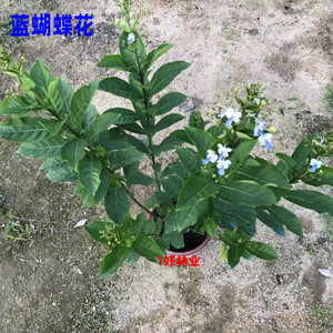 蓝蝴蝶花苗阳台盆栽花卉植物蝴蝶兰四季开花蓝色奇特花朵易养好活