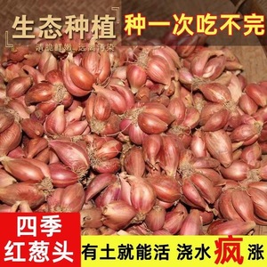 广东正宗红葱头红皮干香葱头种子食用香料新鲜农家红葱头葱酥肉圆