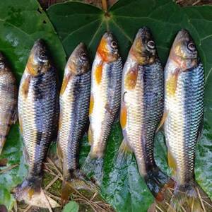 江西上犹新鲜淡水鱼小溪石斑鱼鲜活水产冷冻光唇鱼溪水鱼小河鱼