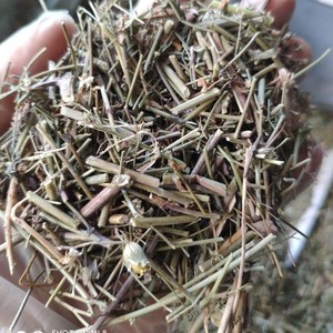 野生苦碟子新鲜包邮苦菜苦碟子苦麦菜中药材中草药