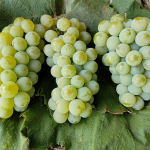 【水晶葡萄新鲜水果云南】水晶葡萄新鲜水果云南品牌,价格 - 阿里巴巴