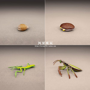 认知玩具教学教具节肢动物生长周期模型 昆虫螳螂成长过程小摆件