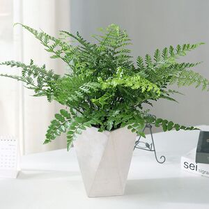 吉姆蕨 宝石蕨 室内耐阴净化空气四季常绿蕨类植物盆栽