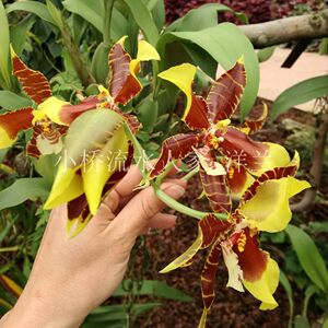 原种 罗斯兰 大黄蜂文心兰  rossioglossum williamsianum 跳舞兰