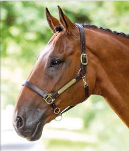 英国进口bridleway全牛皮马笼头马龙头调教笼头骑士马场马术用品