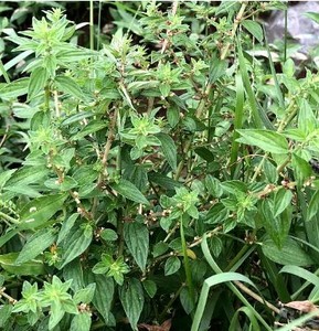 600人付款淘宝雾水葛根糯米藤根 捆仙绳 咄脓膏 草药 纯根wang王水