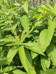 大风藤草叶图片图片