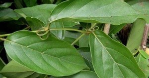 新鲜倒钩藤 现采双钩藤鹰爪风中草药吊风根金钩草倒挂刺枝叶500克