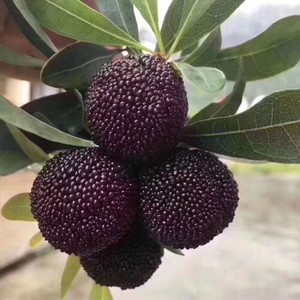 杨梅新鲜慈溪余姚现摘现发孕妇当季鲜果非浙江仙居东魁杨梅 7斤装