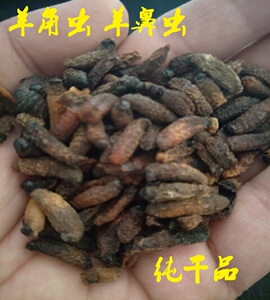 羊角虫
