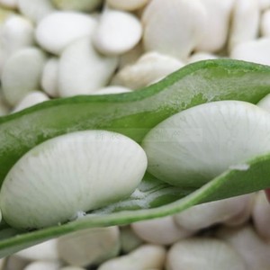 新鲜蔬菜白玉豆非冷冻江西上饶特产农家自种带壳扁豆玉山白芸豆荚