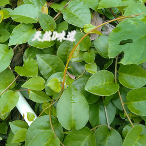 野生攀爬绿植洋落葵新鲜藤川七叶土三七御菜天葵滑腹菜默认发顺丰