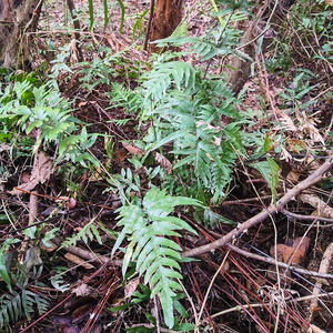 半边旗500g全株半边厥深山野生新鲜生半凤尾草凤凰尾巴草中草药材