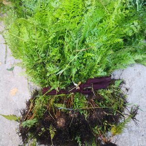 乌蕨草野外新鲜大叶金花草山区小叶野鸡尾潮汕草药细叶凤凰尾500g