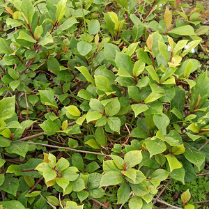 000人付款淘宝潮汕牛铃树 新鲜琴叶榕 天然农家牛奶