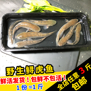 闽丰渔野生鲟虎鱼鲜活500克福建海鲜孕妇宝宝辅食新鲜涂鳗海鱼