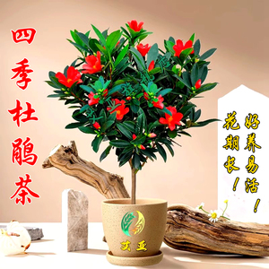 四季杜鹃红山茶花带花苞四季开花不断室内盆栽花卉新品种特惠精选