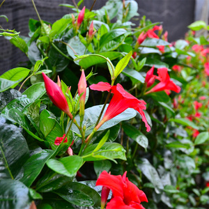 万里飘香藤花盆栽四季花香味室内庭院阳台攀爬含盆耐热花卉绿植