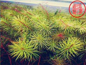 越南百叶 黄松尾 水下叶 满额包邮 小有水草