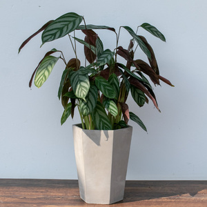 自由生长 室内绿植i办公室盆栽 观叶植物 飞羽竹芋