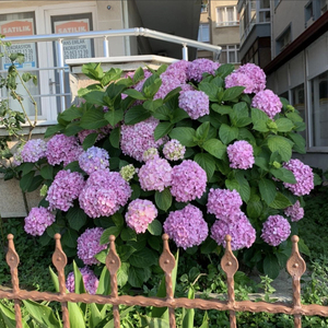 新品大花无尽夏巨无霸绣球花苗落跑新娘八仙花盆栽耐阴庭院花灌木