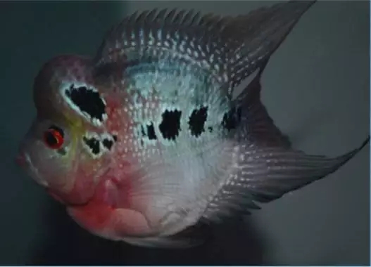5、羅漢魚是風水魚嗎?