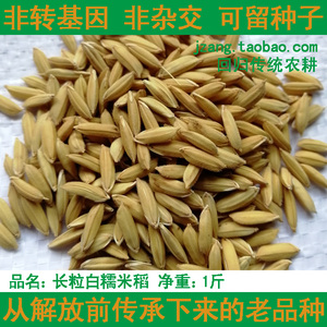 00另雁鸿淘宝糯优2号 杂交高产糯谷种子 糯米稻谷种子籼型糯稻品种