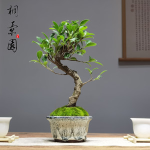 榕树盆景老桩造型四季常青植物小叶台湾花皮榕客厅办公室摆件盆栽