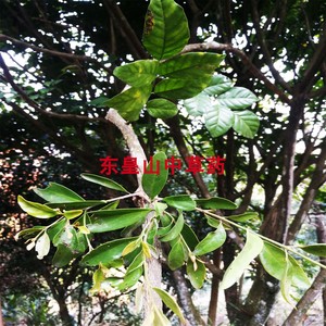 野生山黄皮树寄生黄皮寄生油皮黄枇黄檀子中草药传统滋补品其他