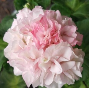 天竺葵盆栽花叶鸽子开花机器带花苞北京发货四季开花阳台庭院容易