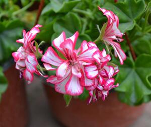 垂吊天竺葵垂蔓成品花洛丽塔粉边花卉盆栽阳台庭院窗台带花北京发