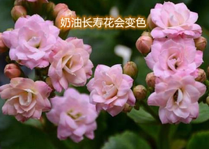 进口长寿花新品奶油吸甲醛窗台净化空气带花苞北京发货书房办公桌
