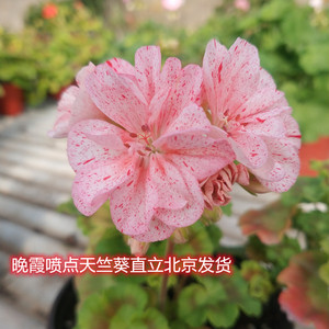 天竺葵盆栽晚霞大花球直立带花苞带盆北京发货开花成球耐热四季开