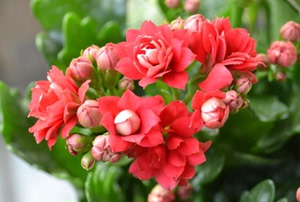 长寿花巴黎系列大花重瓣