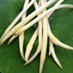 野生莲藕