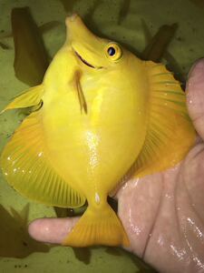 海水鱼 活体 大凡吊 五彩吊 斑马吊 紫吊 耳班吊 三角吊/黄金吊