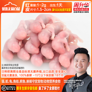 红皮乳鼠冻鼠天然猫粮八哥鸟蜥蜴食守宫角蛙饲料小白鼠幼体喂蛇粮