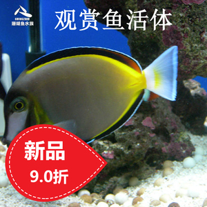 00tb4347017淘宝黑三角吊海水鱼观赏鱼小丑鱼活体珊瑚黄金三角吊蓝