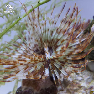 海水鱼 海水观赏鱼活体珊瑚 热带鱼宠物鱼海水神仙鱼大羽毛管虫