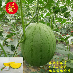 瓜之宝九号豫艺种业种子黄肉绿皮椭圆礼品小西瓜100粒厂家直销