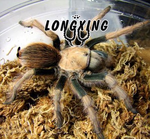 aphonopelma chalcodes墨西哥金背非保育足展1-1.5厘米宠物蜘蛛